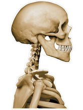 Load image into Gallery viewer, Skull Backseat Driver Car/Window Cling
