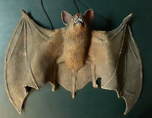 Load image into Gallery viewer, Brown Bat
